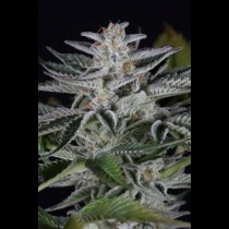Ocean Grown Cookies