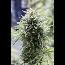 Og Kush Autoflowering