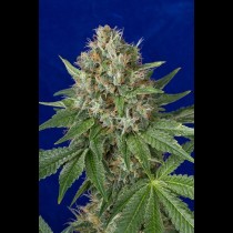 OG Kush Humboldt Seeds