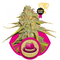OG Kush review