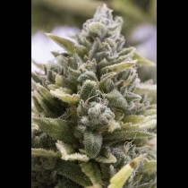 Og Kush Auto 