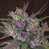 Oldtimer's Haze | Ace Seeds