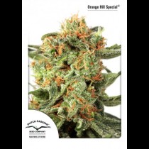 Orange Hill Special