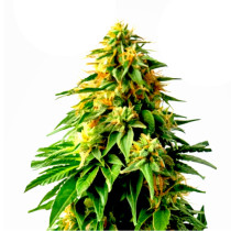 Orange Sherbet Auto