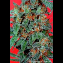 Orange Bud Feminised