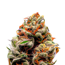Orange Bud X