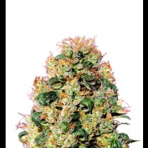 Orange Cookies Bulk seeds