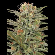 Graines de Amnesia cannabis