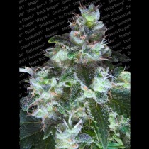 Original White Widow