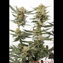 Ortega Indica cannabis seeds