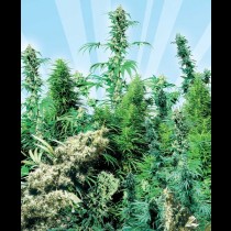 Outdoor Mix Regular