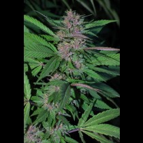 Pakistan Chitral Kush