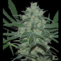 Pakistan valley cannabis seeds