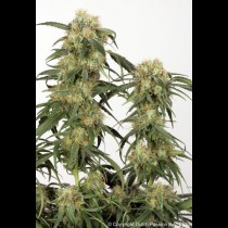 Pamir Gold Feminized seeds