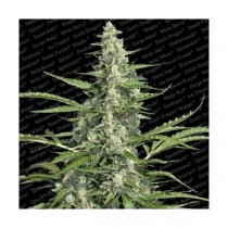 Pandora Paradise Seeds