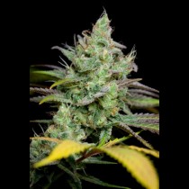 Pennywise TGA Subcool Seeds