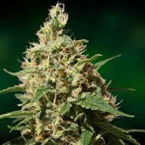 Peppermint Kush