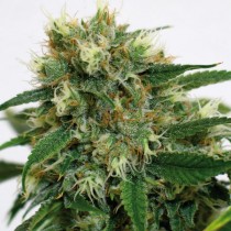 Phatt Frutty Regular cannabis seeds