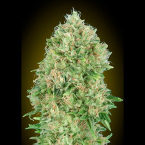 Pineapple Glue
