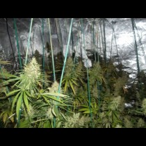 Pink Floyd Mr Nice Seeds