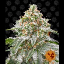 Pink Kush