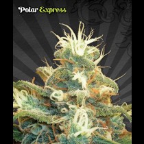 Polar Express