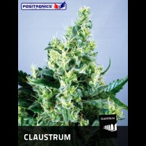 Positronics Claustrum