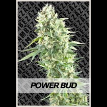 Power Bud Zambeza Seeds