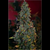 Power Plant Regular cannabis seeds