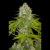 power kush feminised seeds