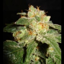 Privilege Feminized cannabis seeds