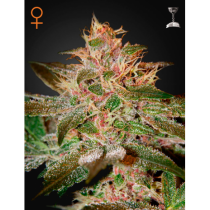 Pure Kush