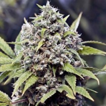 Pure AK Female Seeds