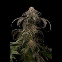Purple Afghan Kush