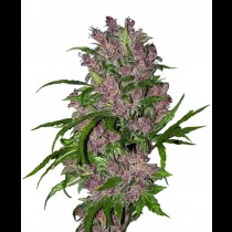 Purple Bud Auto