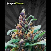 Purple Cheese