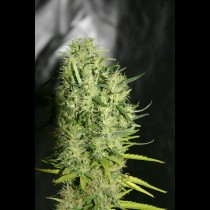 Purple #1 Feminized