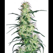 Purple Haze