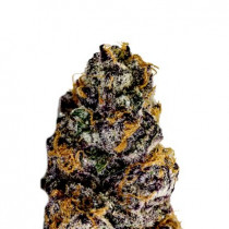Purple Punch Auto 