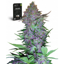 Purple Skunk Auto