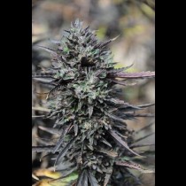 Purple Trainwreck