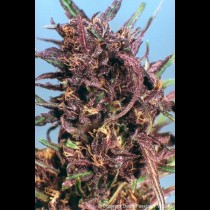 Purple 1 Regular Dutch Passion