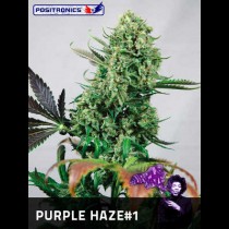 Purple Haze Strain