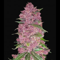 Purple Lemonade Auto