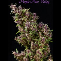 Purple Paro Valley