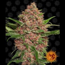 Purple Punch Auto