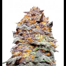 Purple Punch Auto