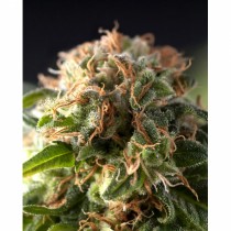 Pyramid Seeds Fresh Candy 