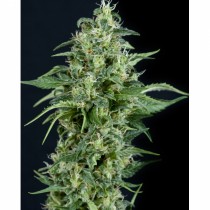Pyramid seeds Kryptonite