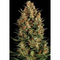 Pyramid seeds Wembley